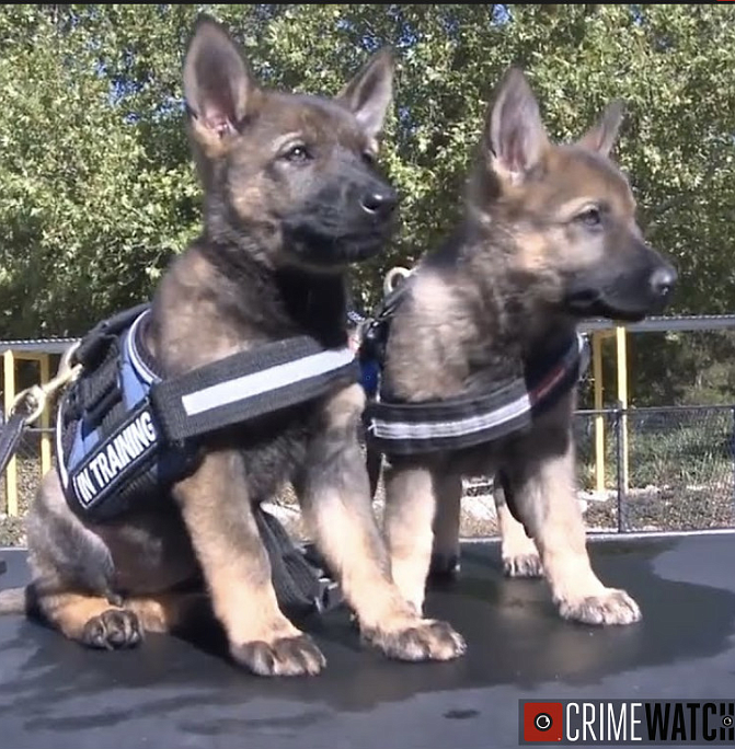 A stock image of police canine pups. 