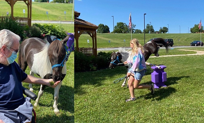 Veteran Paul Herman, left, rewards a miniature horse after it shows off its jumping skills, guided by a 4H Club member. 