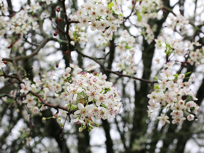 A Bradford pear tree blooming. 