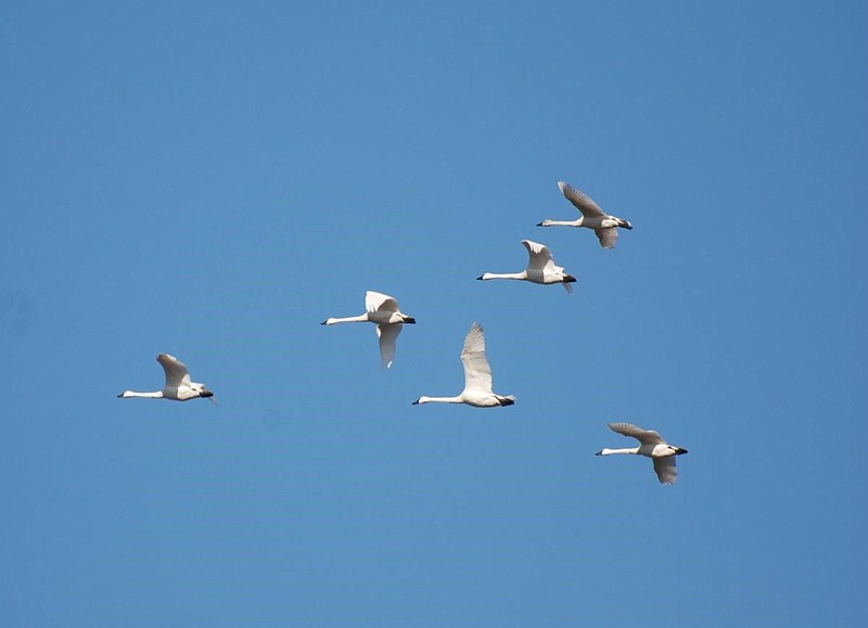 Tundra Swans are among the birds we may encounter on our Waterfowl Watch program February 26. 