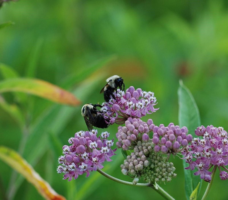 Eastern Bumblebees visiting Swamp Milkweed at Green Lane Park. 