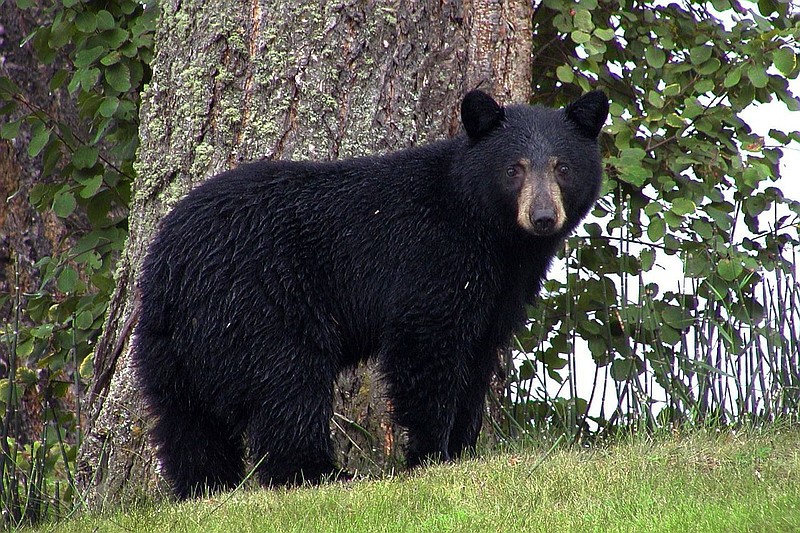 Stock image of a black bear. 