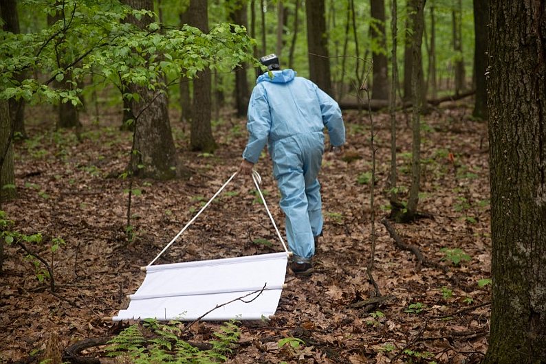 A DEP worker drags a comb searching for ticks. 