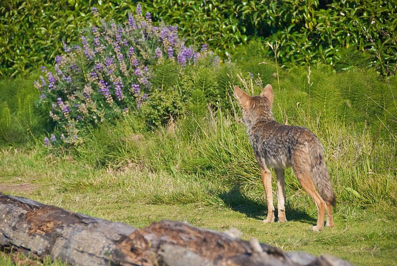 A coyote. 