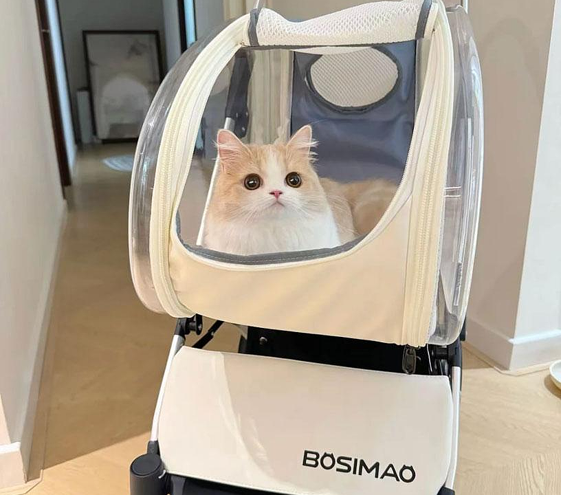 Top 10 Most Stylish Cat Carriers & Strollers for Modern Cat Parents ...