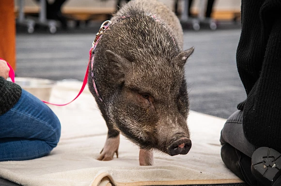 Ruby the pig at a recent Bucks County Commissioners meeting. (Credit: Lauren Diehl / Bucks County)