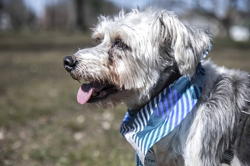 Rescue of the Week: Milo, a 10-year-old Schnauzer Terrier Mix