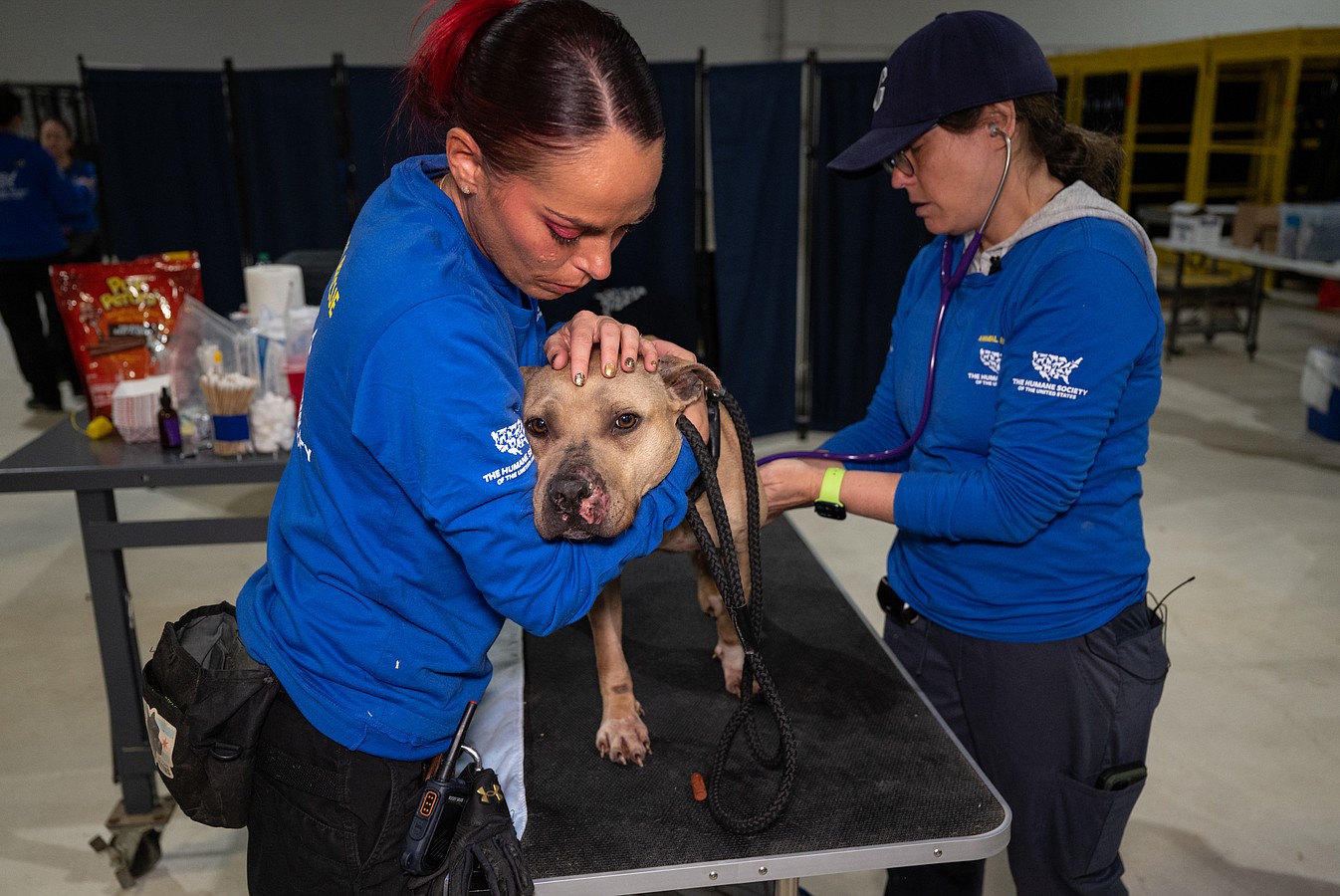 The Humane Society of the United States cares for over 120 dogs and puppies after assisting in their rescue from an alleged dogfighting operation in Cumberland County, New Jersey.