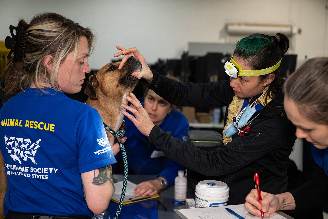 The Humane Society of the United States cares for over 120 dogs and puppies after assisting in their rescue from an alleged dogfighting operation in Cumberland County, New Jersey.