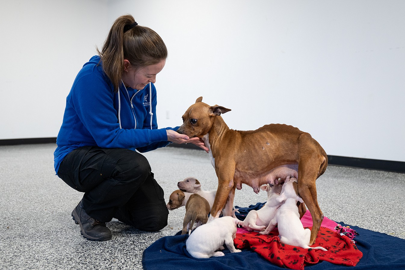 The Humane Society of the United States cares for over 120 dogs and puppies after assisting in their rescue from an alleged dogfighting operation in Cumberland County, New Jersey.