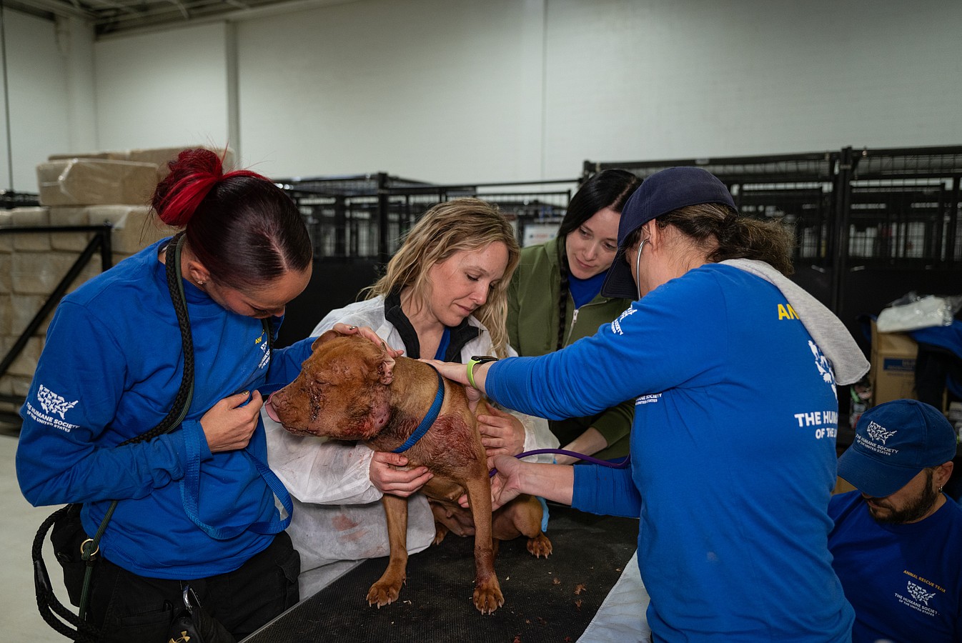 The Humane Society of the United States cares for over 120 dogs and puppies after assisting in their rescue from an alleged dogfighting operation in Cumberland County, New Jersey.