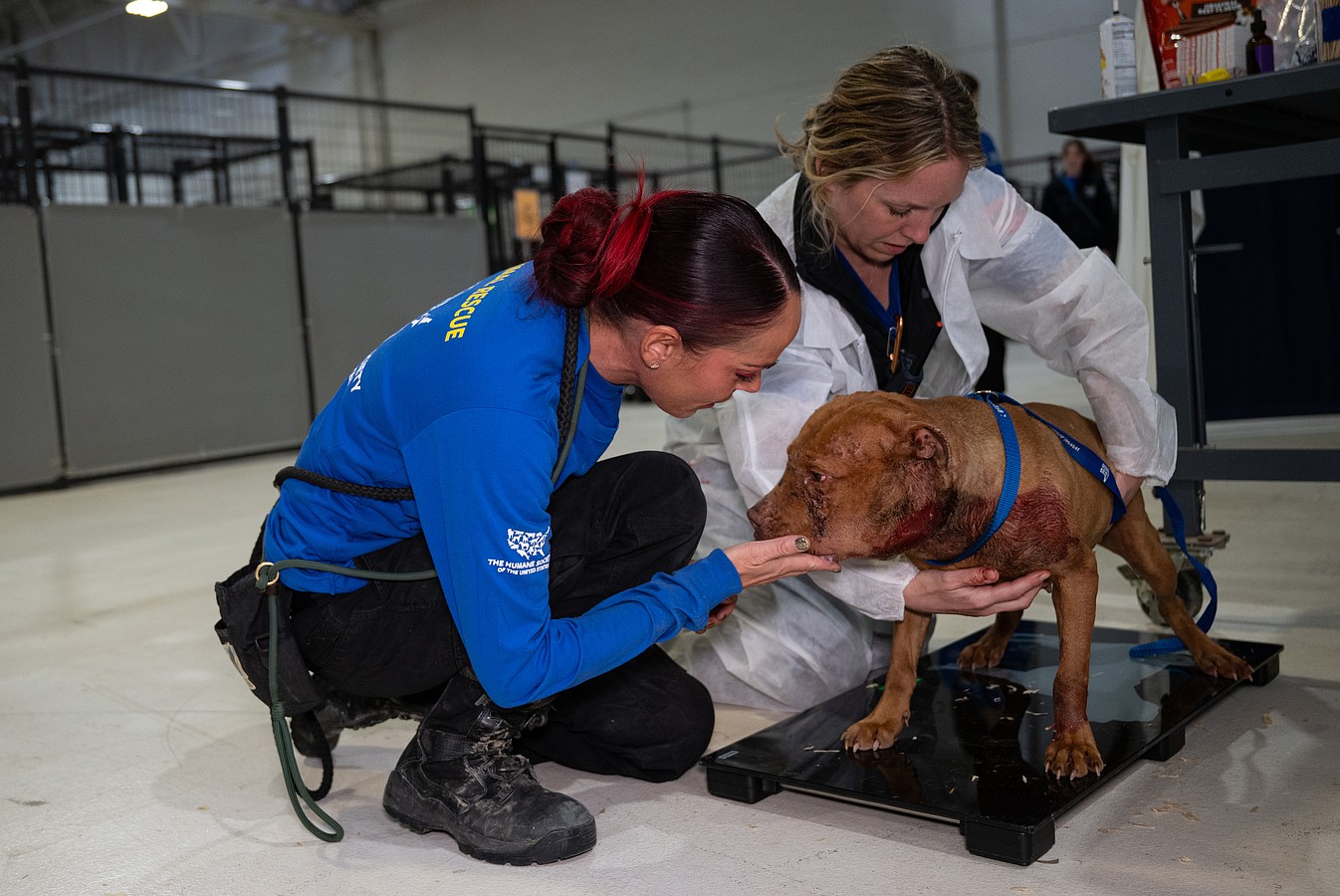 The Humane Society of the United States cares for over 120 dogs and puppies after assisting in their rescue from an alleged dogfighting operation in Cumberland County, New Jersey.