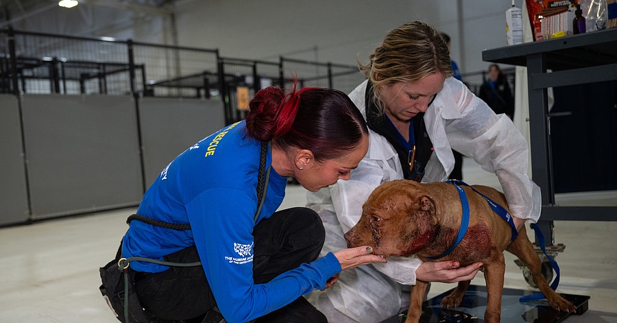 The Humane Society of the United States cares for over 120 dogs and puppies after assisting in their rescue from an alleged dogfighting operation in Cumberland County, New Jersey.