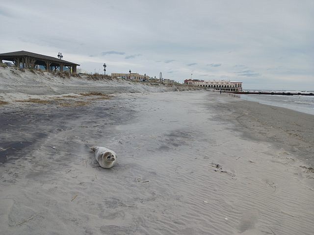 A harp seal is stranded on the beach in Ocean City until help arrives.