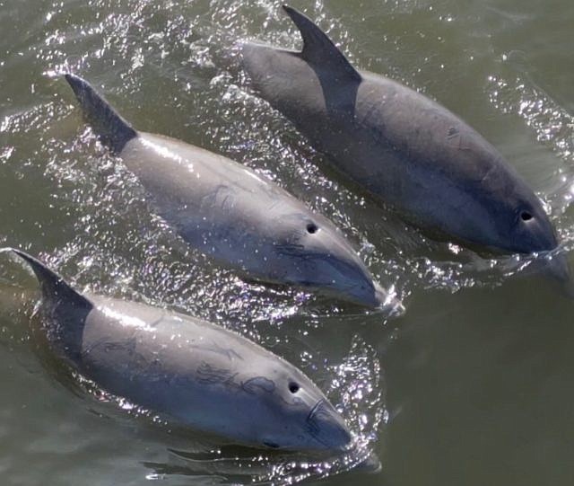 The photo of the group of dolphins is taken at the Fifth Street beach.