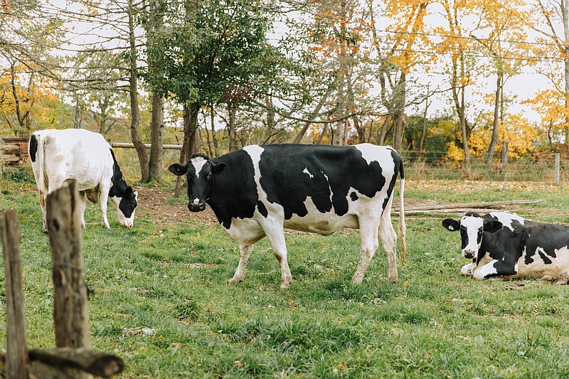 Three black and white cows in a field. (Credit: Georgianna Sutherland / For Spotlight PA)
