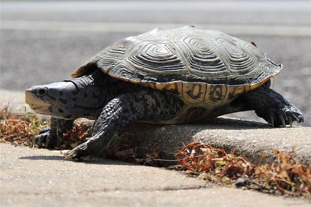 Be on the lookout for female diamondback terrapins crossing roadways in search of soil to lay their eggs.