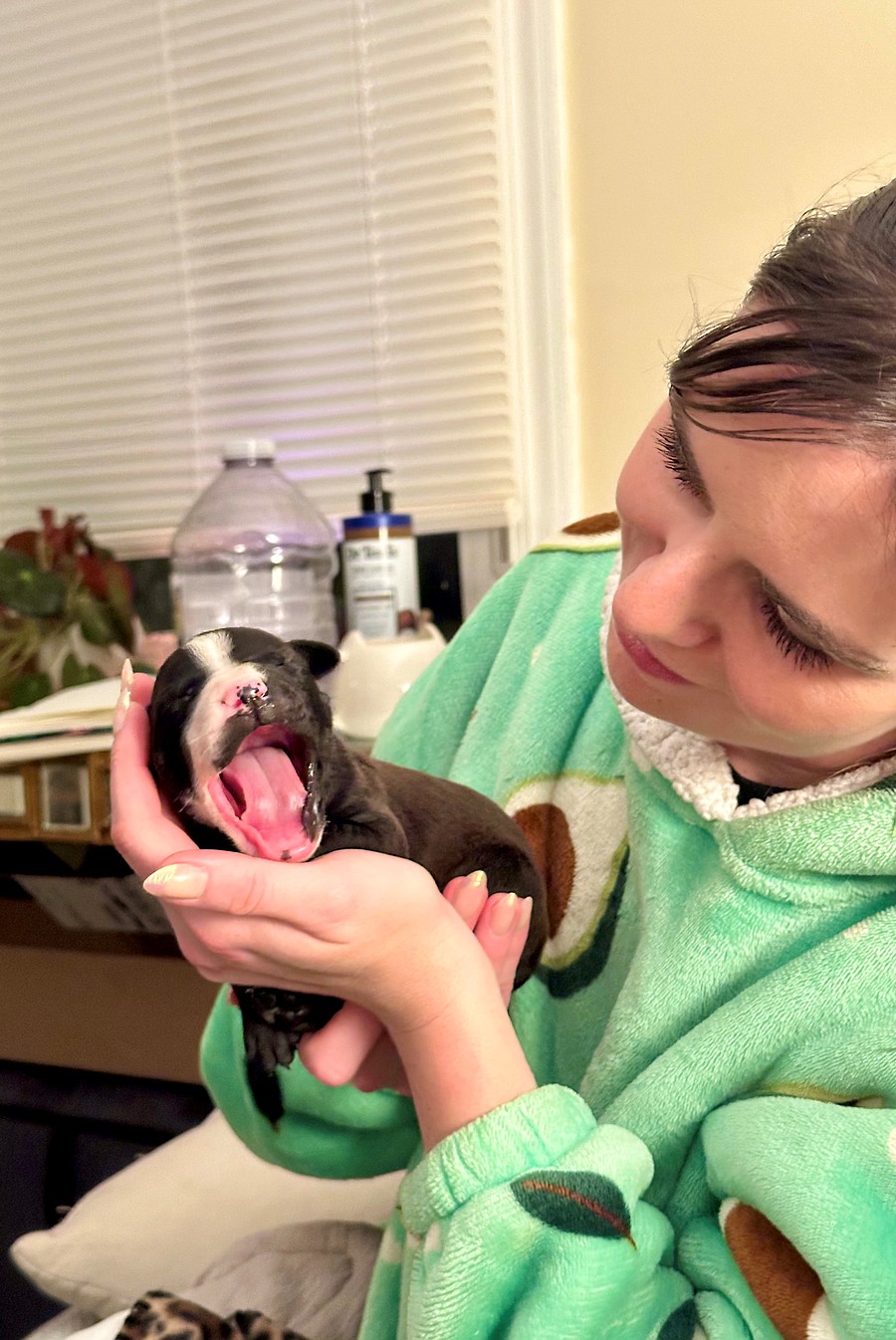 Janet Jackson, rescued by the Humane Society of the United States from a massive suspected dogfighting operation, recovers and cares for her puppies in a foster home. Janet Jackson and her puppies will eventually be available for adoption through Lucky Dog Animal Rescue.