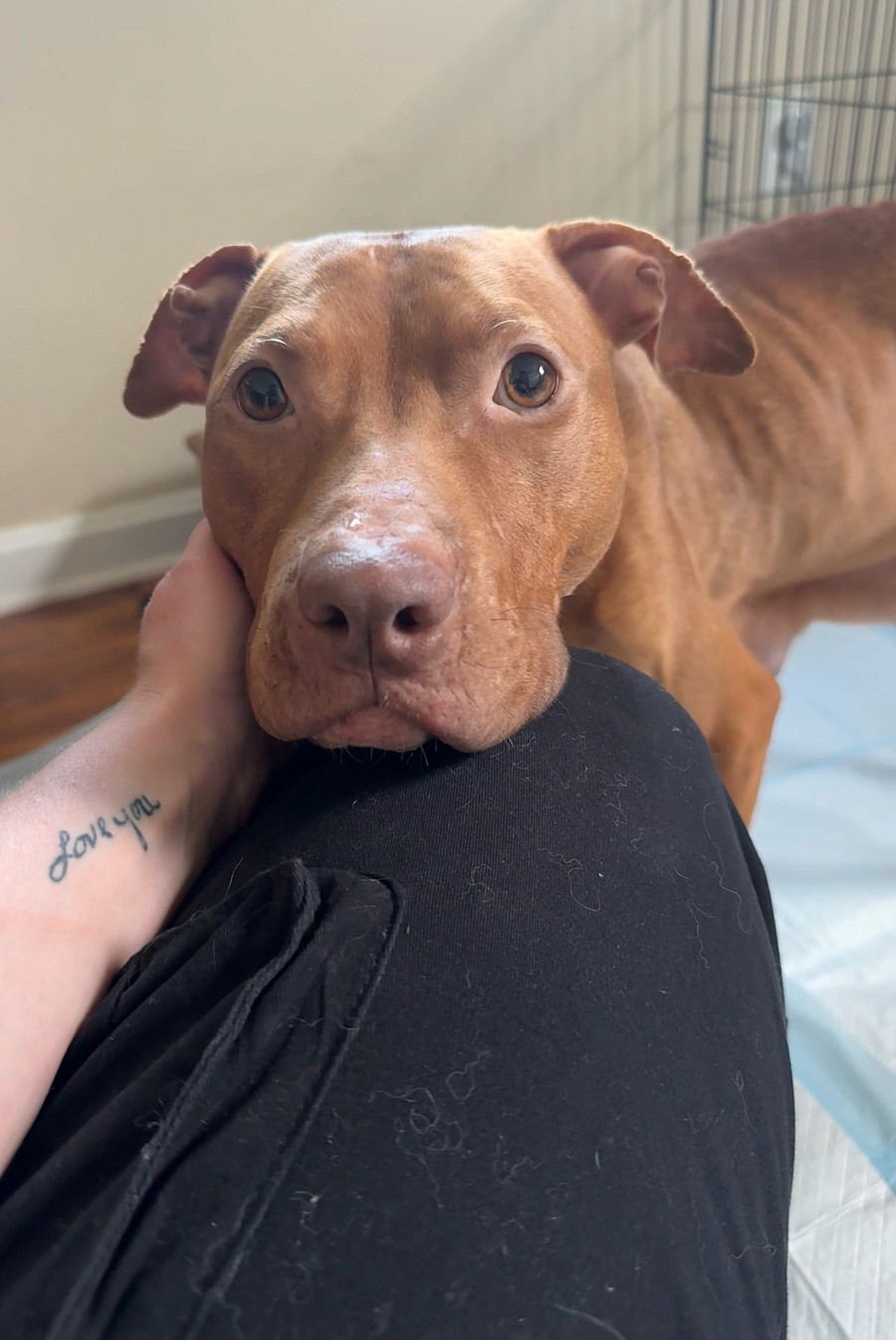 Janet Jackson, rescued by the Humane Society of the United States from a massive suspected dogfighting operation, recovers and cares for her puppies in a foster home. Janet Jackson and her puppies will eventually be available for adoption through Lucky Dog Animal Rescue.