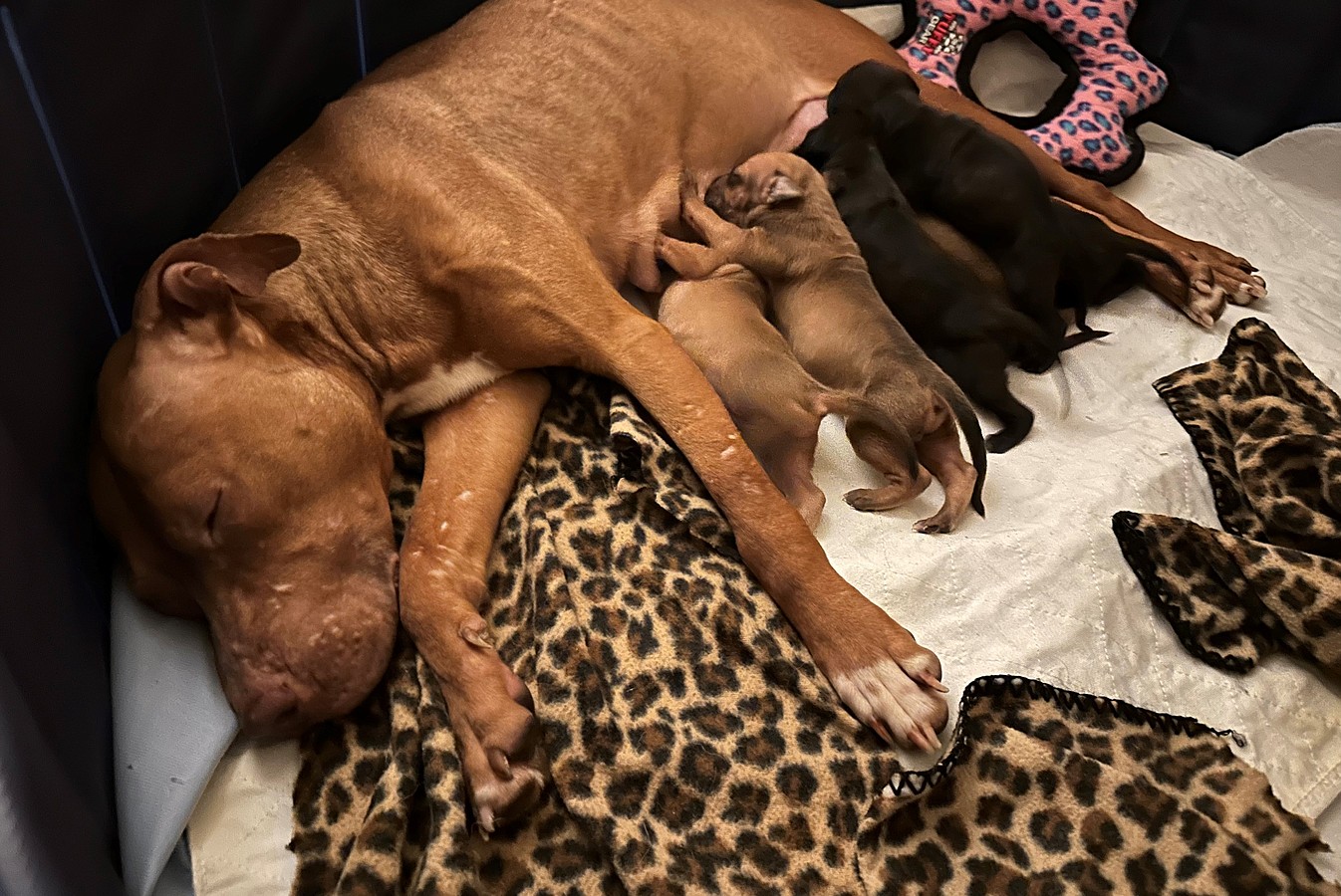 Janet Jackson, rescued by the Humane Society of the United States from a massive suspected dogfighting operation, recovers and cares for her puppies in a foster home. Janet Jackson and her puppies will eventually be available for adoption through Lucky Dog Animal Rescue.