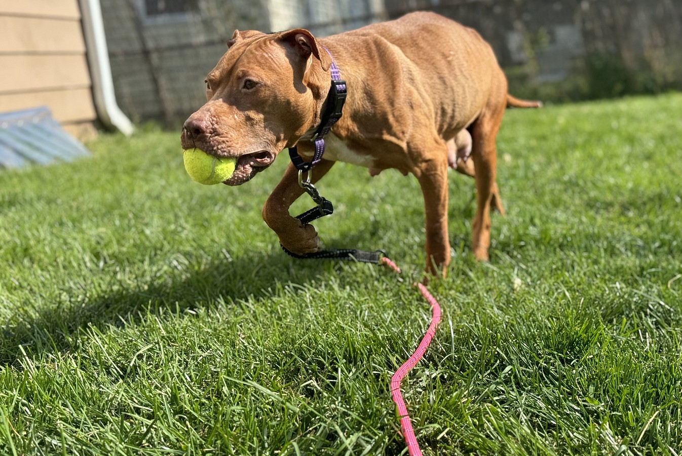 Janet Jackson, rescued by the Humane Society of the United States from a massive suspected dogfighting operation, recovers and cares for her puppies in a foster home. Janet Jackson and her puppies will eventually be available for adoption through Lucky Dog Animal Rescue.