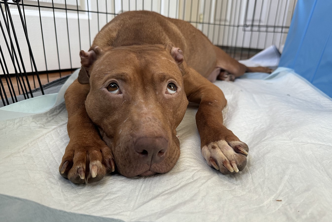 Janet Jackson, rescued by the Humane Society of the United States from a massive suspected dogfighting operation, recovers and cares for her puppies in a foster home. Janet Jackson and her puppies will eventually be available for adoption through Lucky Dog Animal Rescue.