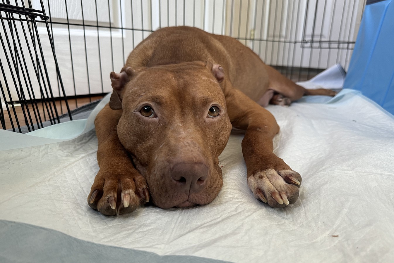 Janet Jackson, rescued by the Humane Society of the United States from a massive suspected dogfighting operation, recovers and cares for her puppies in a foster home. Janet Jackson and her puppies will eventually be available for adoption through Lucky Dog Animal Rescue.