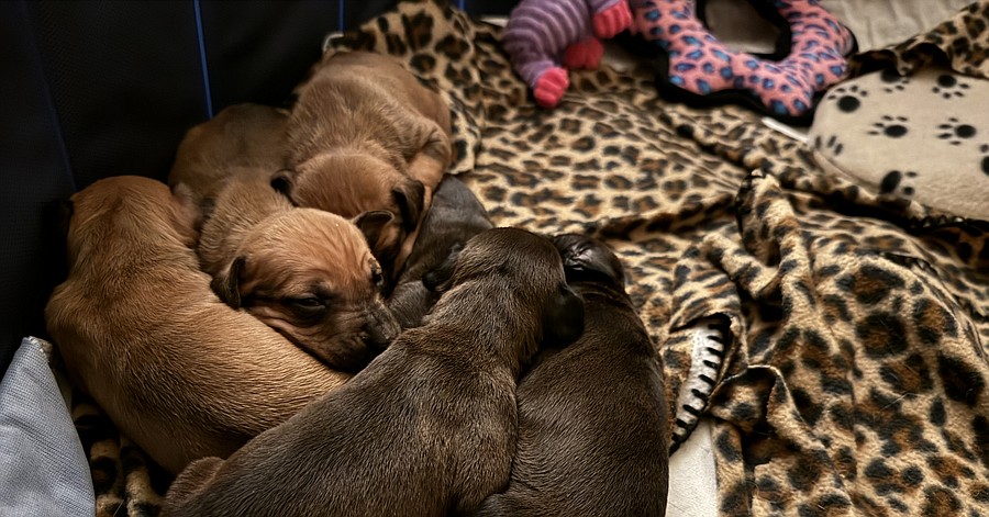 Janet Jackson, rescued by the Humane Society of the United States from a massive suspected dogfighting operation, recovers and cares for her puppies in a foster home. Janet Jackson and her puppies will eventually be available for adoption through Lucky Dog Animal Rescue.