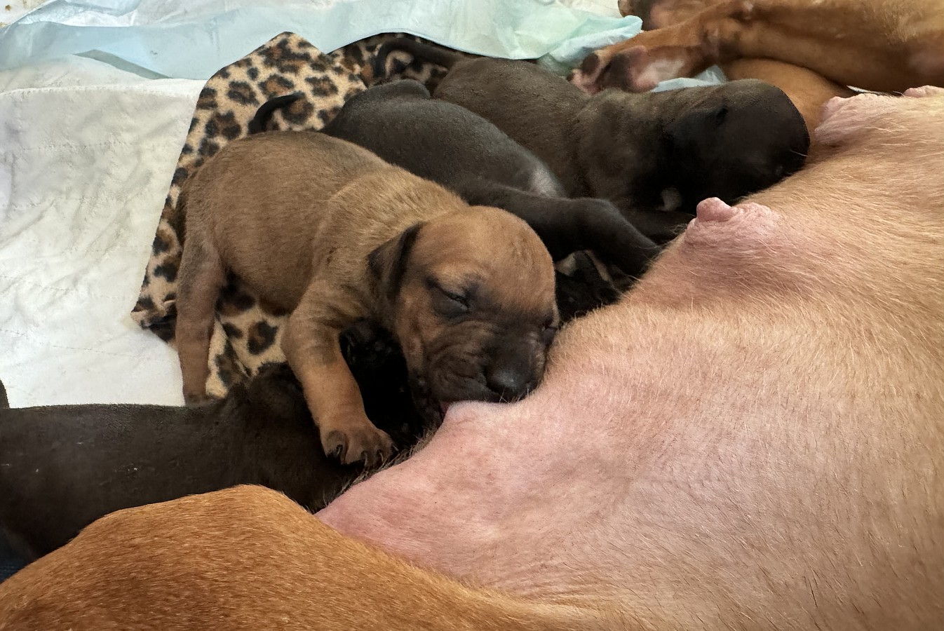 Janet Jackson, rescued by the Humane Society of the United States from a massive suspected dogfighting operation, recovers and cares for her puppies in a foster home. Janet Jackson and her puppies will eventually be available for adoption through Lucky Dog Animal Rescue.