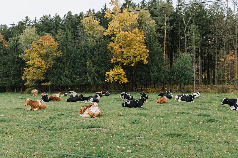 Brown and black cows lying down in a field. (Credit: Georgianna Sutherland / Spotlight PA)