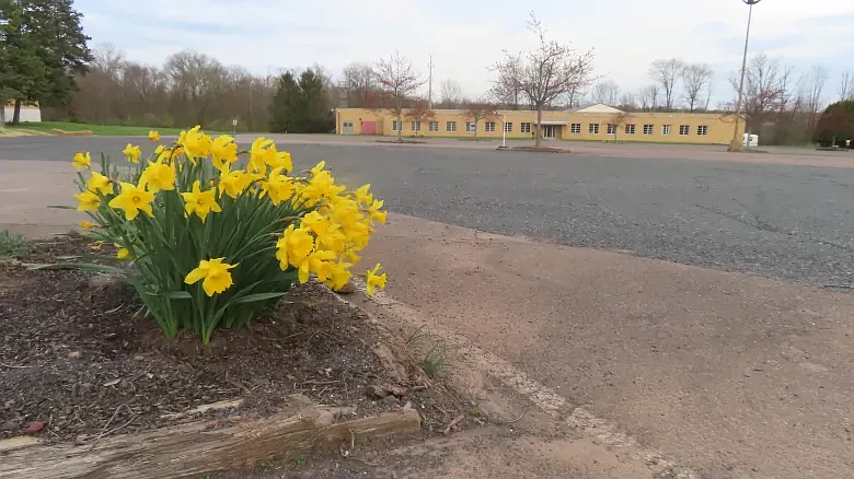 Daffodils grow in a planter in a parking lot of 203 Church Road in Upper Gwynedd on Tuesday, April 9, 2024.