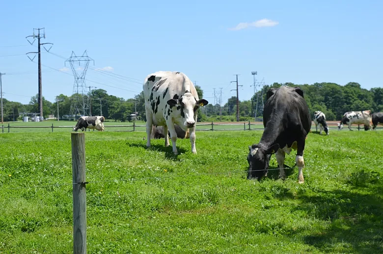 Cows are pictured on May 30, 2024 at Merrymead Farm in Worcester Township.