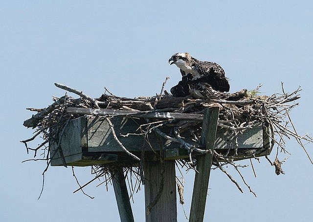 Juvenile osprey in nest in bay across from Ventnor Plaza shopping center.