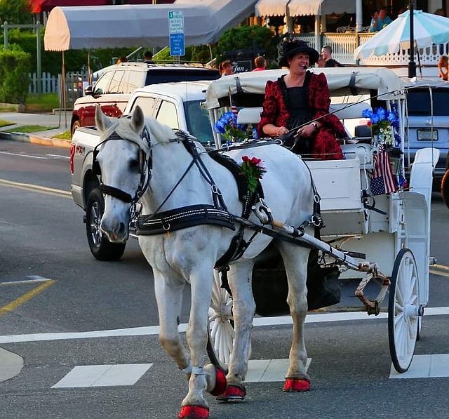 A necropsy will determine the cause of death for Ice, a carriage horse at Cape May Carriage Company. (Photos courtesy of Cape May Carriage Company)