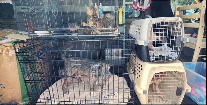 Photos courtesy of Kimmy's Safe Haven Rescue
