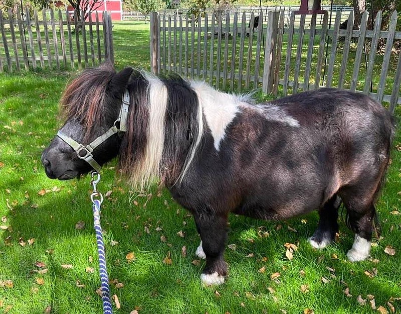 Billy the Kid at home. (Photo courtesy of Sara Sacks)