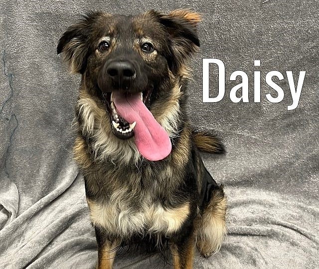 The Atlantic County Shelter in Pleasantville has animals like Daisy ready to be adopted. (Photos courtesy of Atlantic County Shelter's Facebook page)