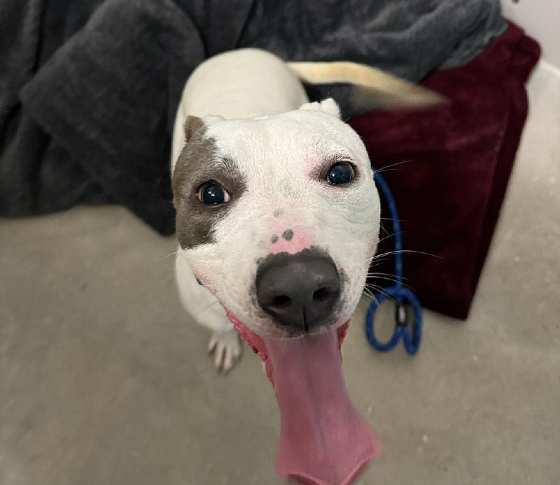 Mello was left tied to a bench at the Humane Society of Ocean City Thursday. (Photo courtesy HSOC Facebook page)