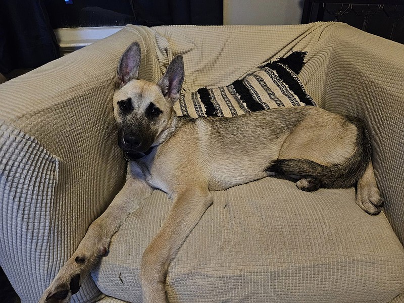 Dutch sits on his favorite chair. (Photo courtesy of Art Wharton)