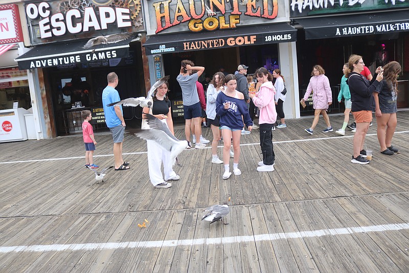 Seagulls dive down to try to steal some food on the Boardwalk during the summer of 2024.