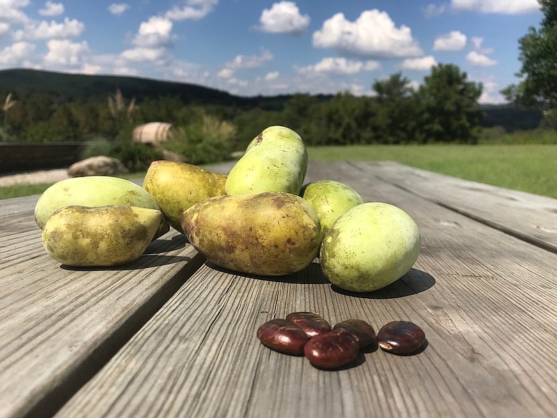 Pawpaw fruits and seeds on a table. (Credit: Virginia State Parks / Flickr)