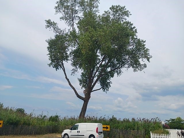 Sea Isle’s “Tallest” Tree to Receive Special Recognition - SeaIsle News