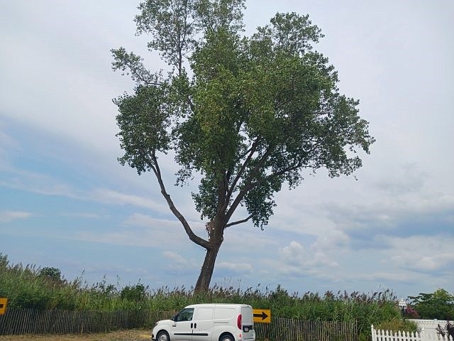 The soaring Fremont cottonwood tree makes a utility truck look puny.