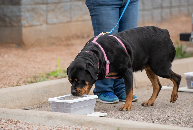 Credit: Bucks County SPCA