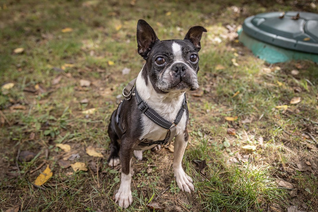 Rescue Of The Week Teddy a 10 year old Boston Terrier North Penn Now