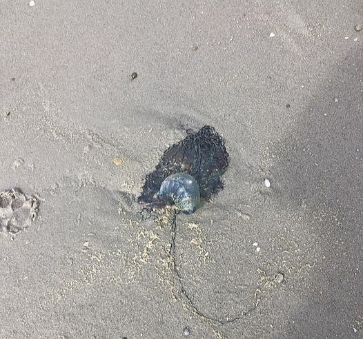 Linda Braker was shocked to find the Portuguese man of war washed up on the shore. (Photo courtesy of Linda Braker)