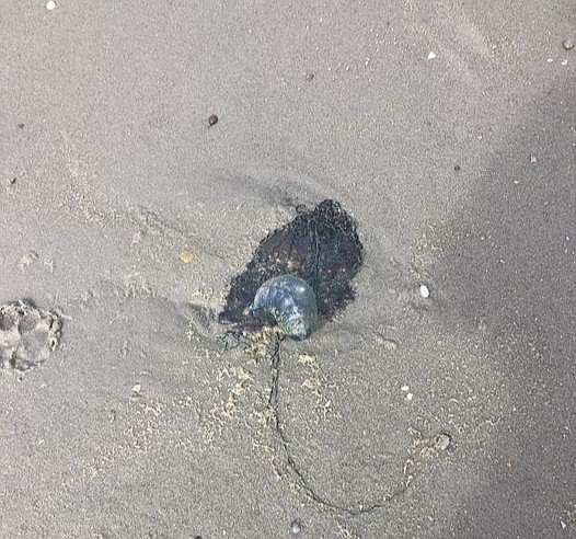 Linda Braker was shocked to find the Portuguese man of war washed up on the shore. (Photo courtesy of Linda Braker)