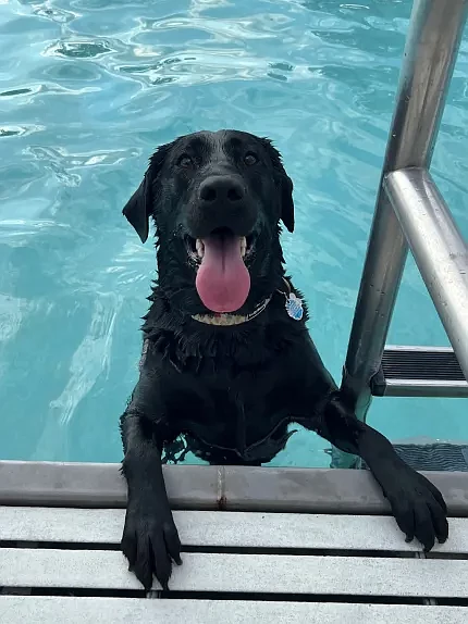 Puppies and their human parents took part in a ‘Puppy Plunge’ at Fourth Street Pool in Lansdale on Aug. 22, 2024. (Photo courtesy of Lansdale Parks and Recreation)