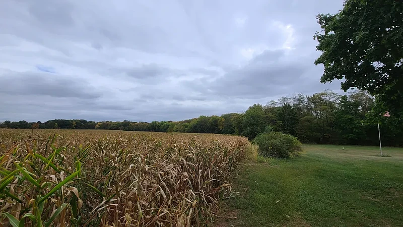 Corn can be seen growing on the “Movie lot” properties owned by the North Penn School District north of Welsh Road in Hatfield Township in Sept. 2024.