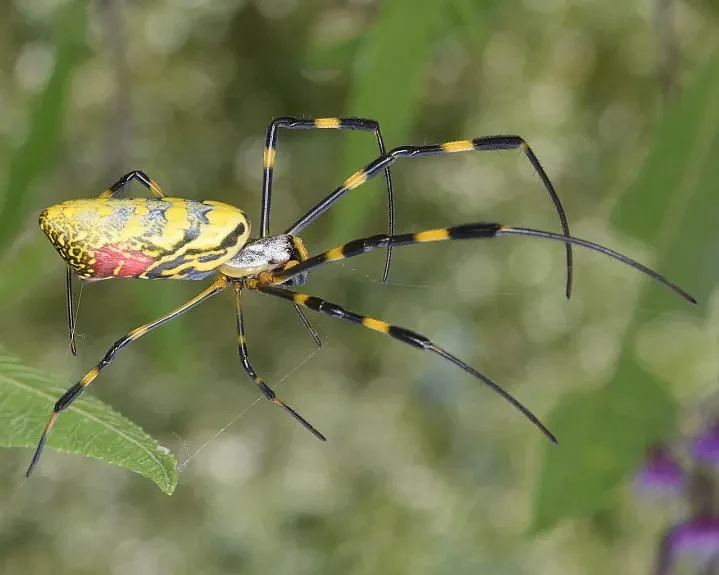 Joro spider. (Photo by Christina Butler on flickr via creative commons license)